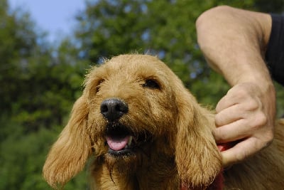 Étalon Basset fauve de Bretagne - Perlita De La Forêt Des Sources