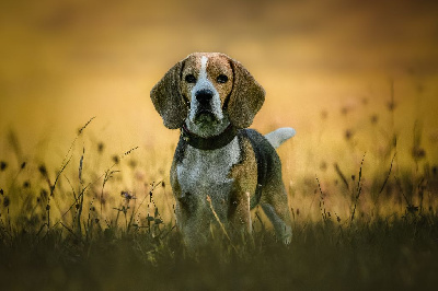 Étalon Beagle - Narnia De La Meute D'astérion