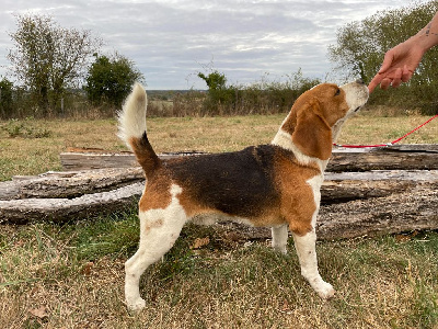 Étalon Beagle - Sirius Du Domaine Des Pattes Dorées