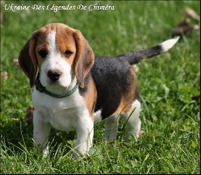 Étalon Beagle - Ukraine Des Légendes De Chimera