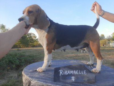 Étalon Beagle - Ribambelle (Sans Affixe)