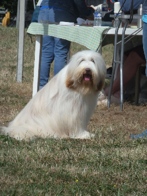 Étalon Bearded Collie - CH. Tinkerbell Pillywiggins