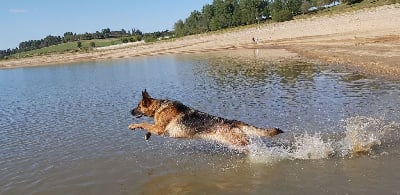 Étalon Berger Allemand - Romy des Loups de la Grande Bastide