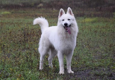 Étalon Berger Blanc Suisse - Daryl from rivendell forest