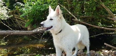 Étalon Berger Blanc Suisse - Témari (Sans Affixe)