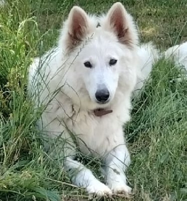 Étalon Berger Blanc Suisse - No limit hope Du Loup De Fumseck