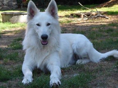 Étalon Berger Blanc Suisse - Orion de la vallée des bergers blancs