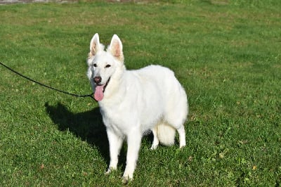 Étalon Berger Blanc Suisse - Odi du Domaine de Criska