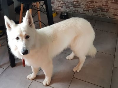 Étalon Berger Blanc Suisse - Tomio Du Ruisseau Du Vay