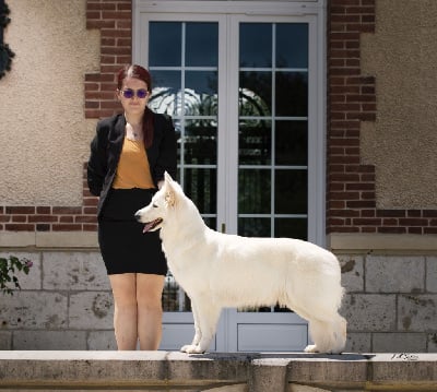 Étalon Berger Blanc Suisse - CH. New-moon De La Griffe Des Loups D'argent