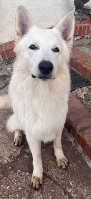 Étalon Berger Blanc Suisse - Thorkan Du Domaine Charlésien