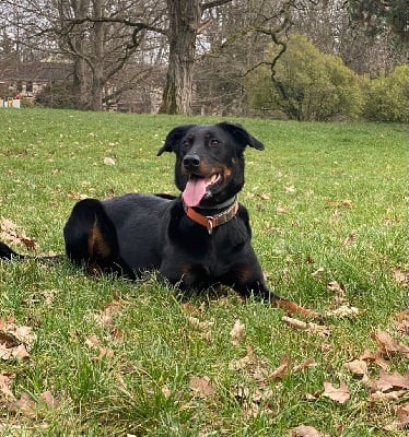 Étalon Berger de Beauce - Skills Berger Fort Et Posé