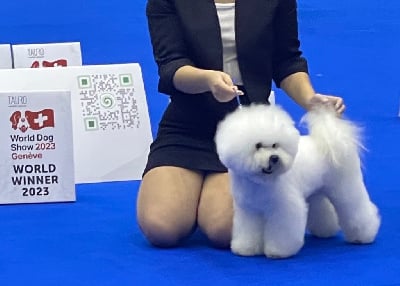 Étalon Bichon Frise - CH. Sweet little marcel by lc