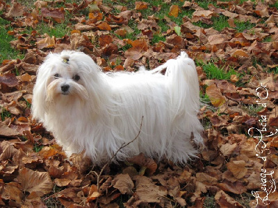 Étalon Bichon maltais - Nova d'Abcia d'Or