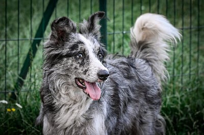 Étalon Border Collie - Nougat des Lacs de la Cote d'Argent