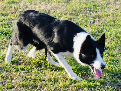 Étalon Border Collie - foxridge Spotlight