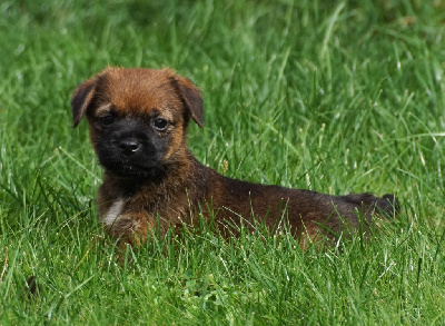 Étalon Border Terrier - Ukulele Des petites nouches