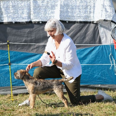 Étalon Border Terrier - tythrop Trueshan