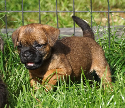 Étalon Border Terrier - Uplaboum Des petites nouches
