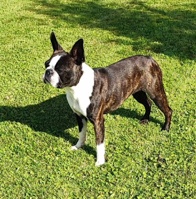 Étalon Boston Terrier - Northill's The first lady tracy