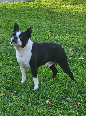 Étalon Boston Terrier - Vito corleone beauty gremlins