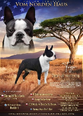Étalon Boston Terrier - Togo's all your loving vom norden haus}