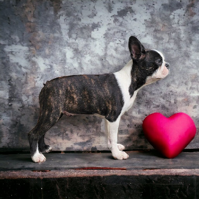 Étalon Boston Terrier - Ulrick winston Des Petits Anges Noirs
