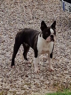Étalon Boston Terrier - Shannel du manoir de la corbie