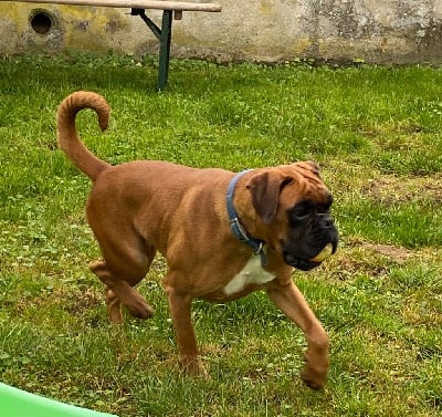 Étalon Boxer - Sybelle Des Collines Ardennaise