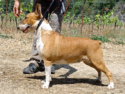 Étalon Bull Terrier - Kingston-Corbières Bt Starleen shade-of-the-guns