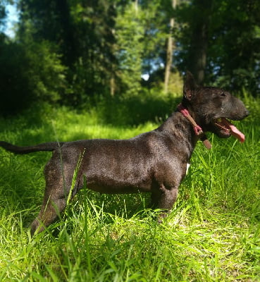 Étalon Bull Terrier Miniature - Ténébreuse xéna Des Warriors De L'ange Breizh