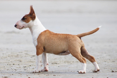 Étalon Bull Terrier Miniature - Une redbull Du Domaine Des Démons Bretons