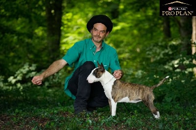 Étalon Bull Terrier Miniature - Kingston-Corbières Bt Twinkel light teena