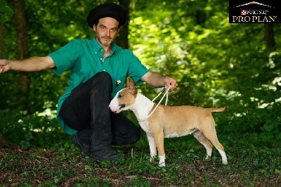 Étalon Bull Terrier Miniature - Kingston-Corbières Bt Ta-teasha-love -lova-