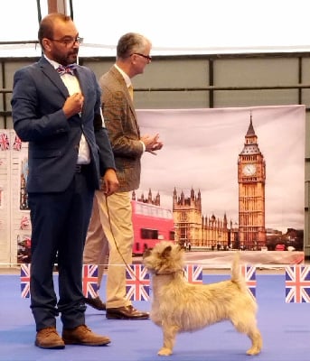 Étalon Cairn Terrier - Silver rocket du Harpouy D'Auzan