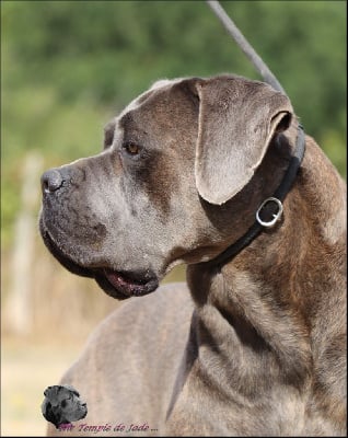 Étalon Cane Corso - Rodin xender jr du temple de jade