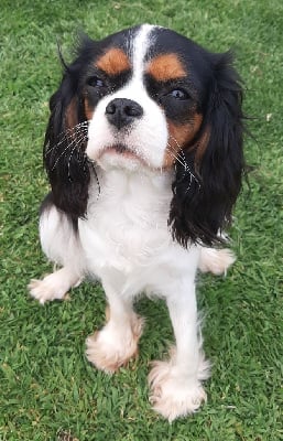 Étalon Cavalier King Charles Spaniel - Shangaï De La Horde Royale