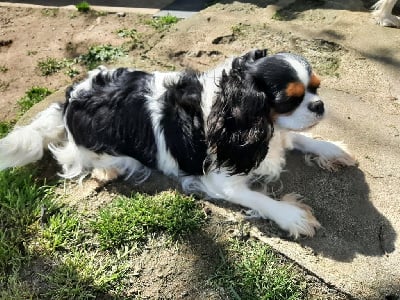 Étalon Cavalier King Charles Spaniel - Sydney De La Horde Royale