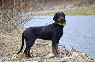 Étalon Chien Courant Polonais - Diwa z serca beskidu