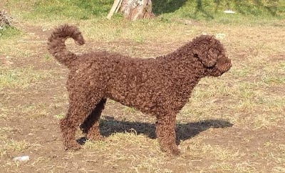 Étalon Chien d'eau espagnol - The charlie Des Portes De Barcan