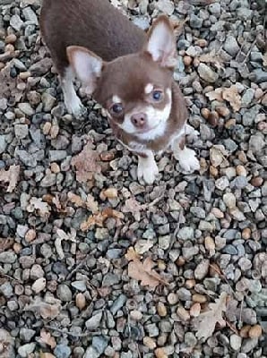 Étalon Chihuahua - Toblerone Des muses du haut forez