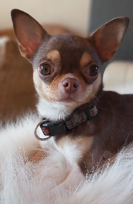 Étalon Chihuahua - R'ness Des Petits Coeurs De Pirate