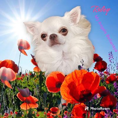 Étalon Chihuahua - Riley my angels bellanaya