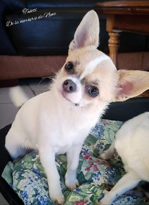 Étalon Chihuahua - Tahiti De La Nurserie De Nina