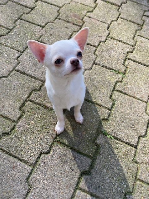 Étalon Chihuahua - Titou De La Cite D'esmee