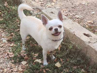 Étalon Chihuahua - Tinkerbell Of Little Dog's Paradise