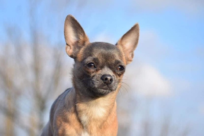 Étalon Chihuahua - Rulietta (Sans Affixe)