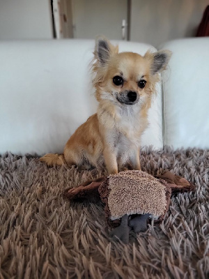 Étalon Chihuahua - Shoupie 