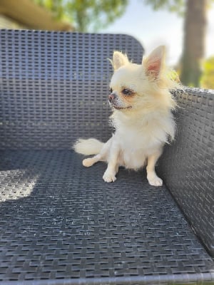 Étalon Chihuahua - Scipion 