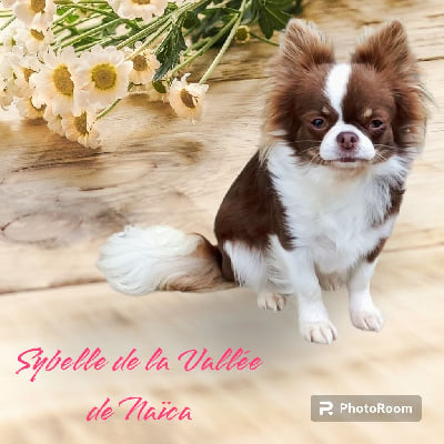 Étalon Chihuahua - Sybelle De La Vallée De Naica